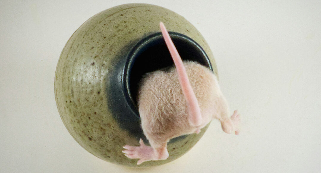 Rat Fever