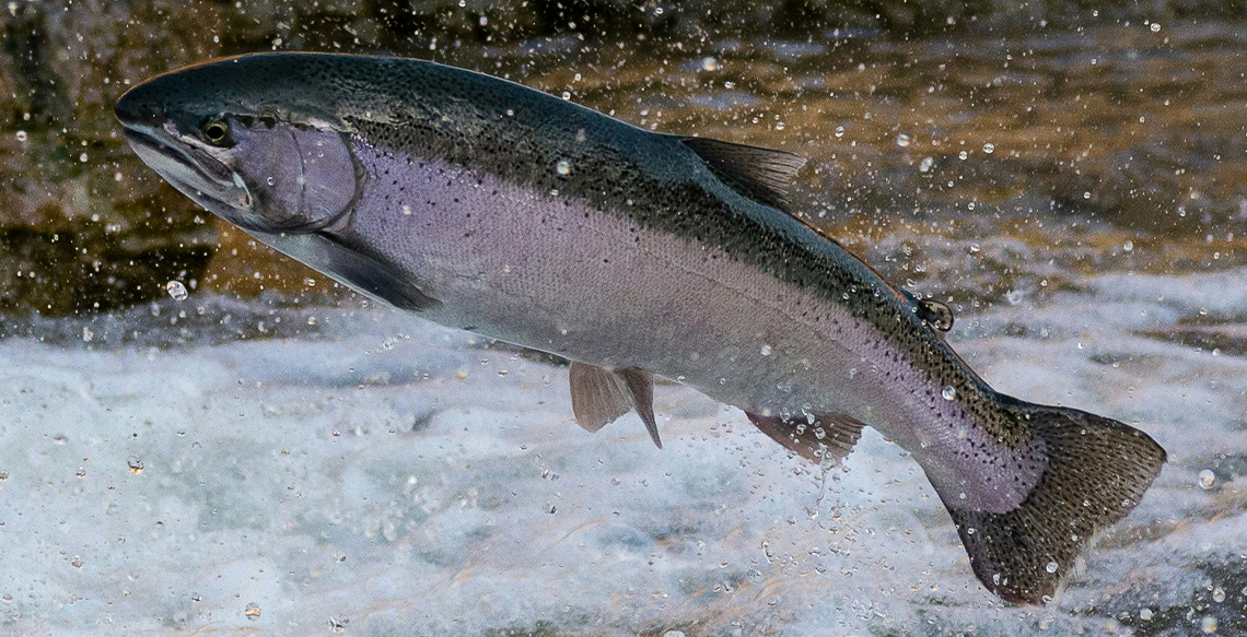 The Last Trout