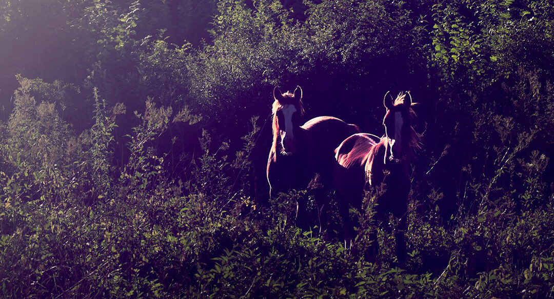 A Couple of Horses