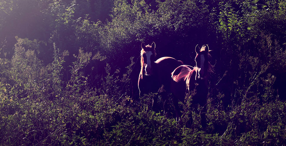 A Couple Of Horses