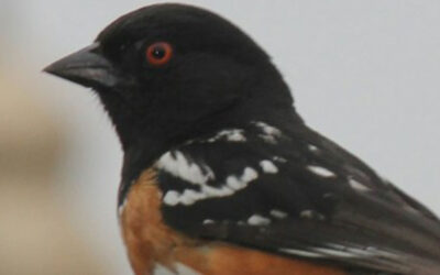 Towhee